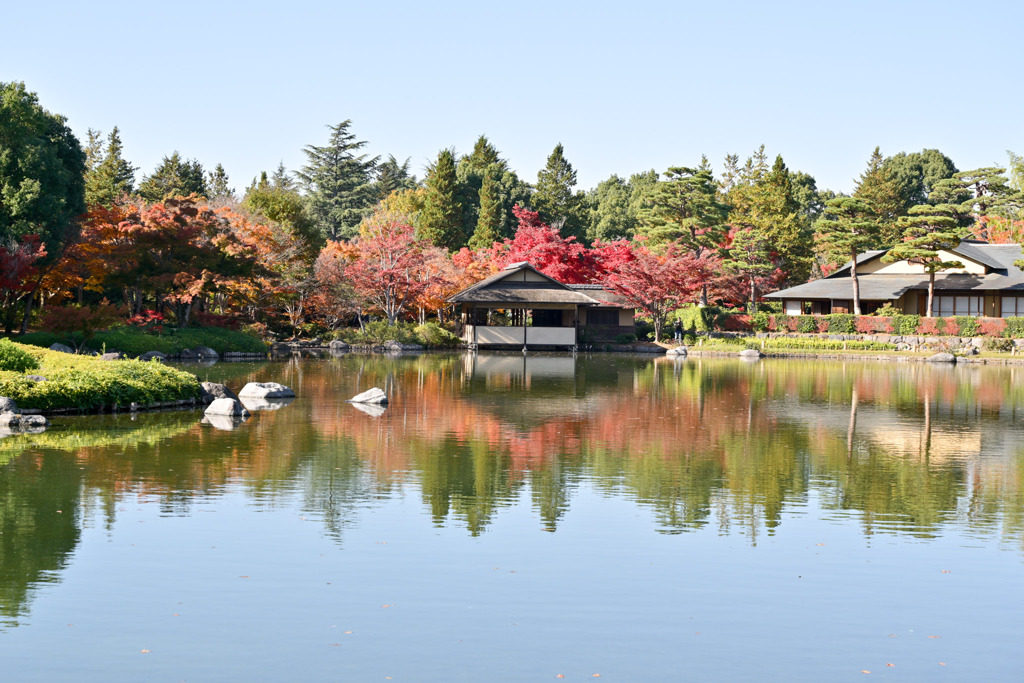 昭和記念公園【日本庭園の紅葉：池周辺の眺め】①20251117
