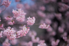 新宿御苑【桜：陽光】②20230314