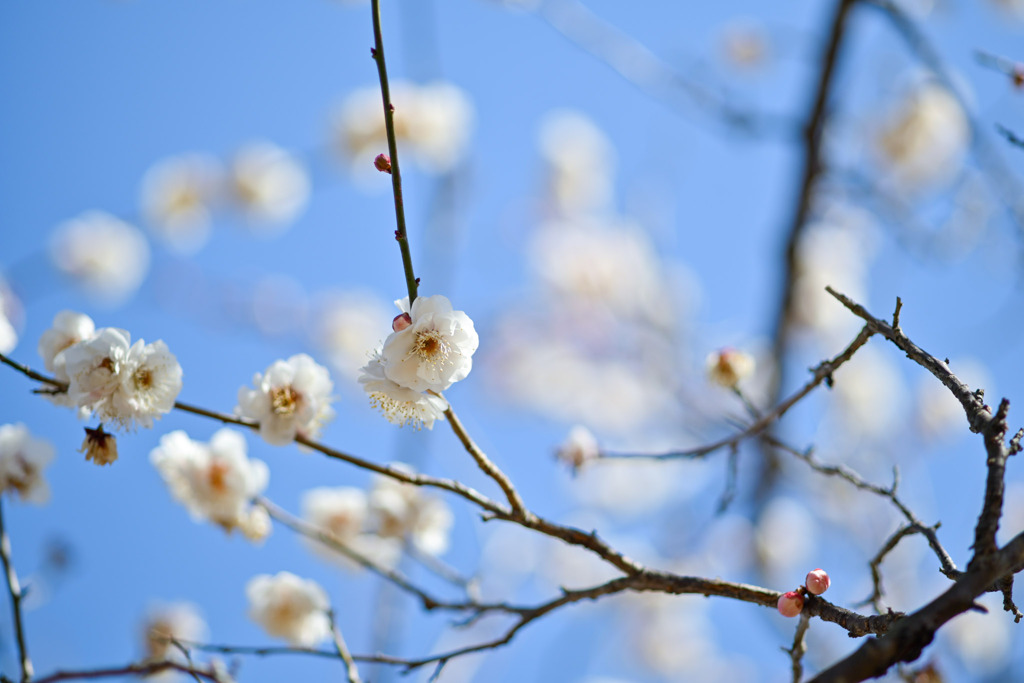 小田原フラワーガーデン【梅の花：淡路】20260130