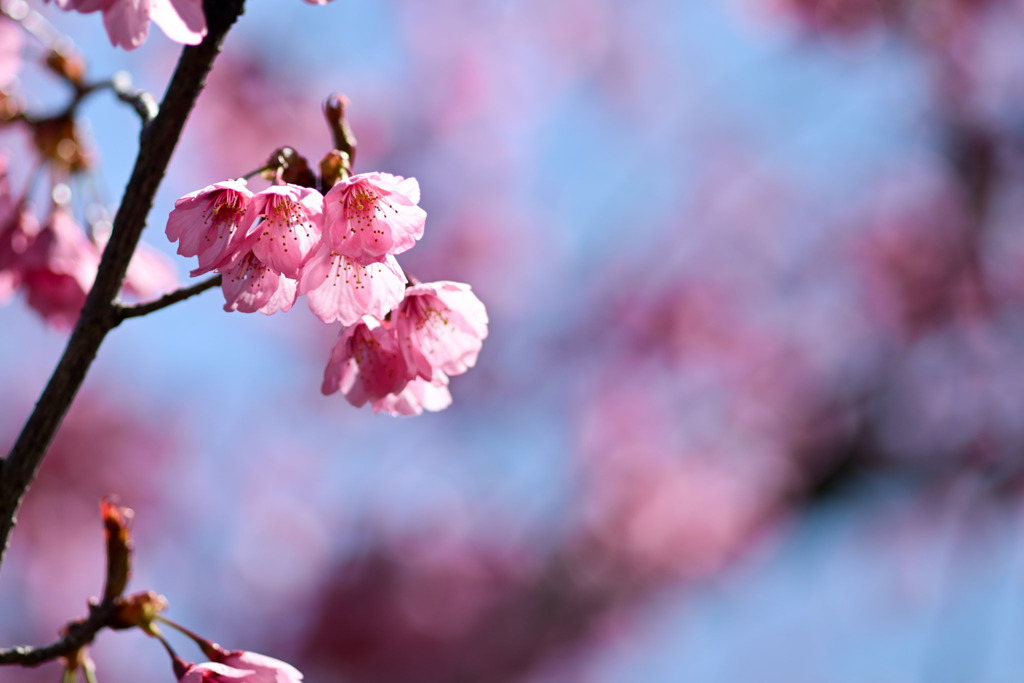 神代植物公園【サクラ：横浜緋桜】②20250404