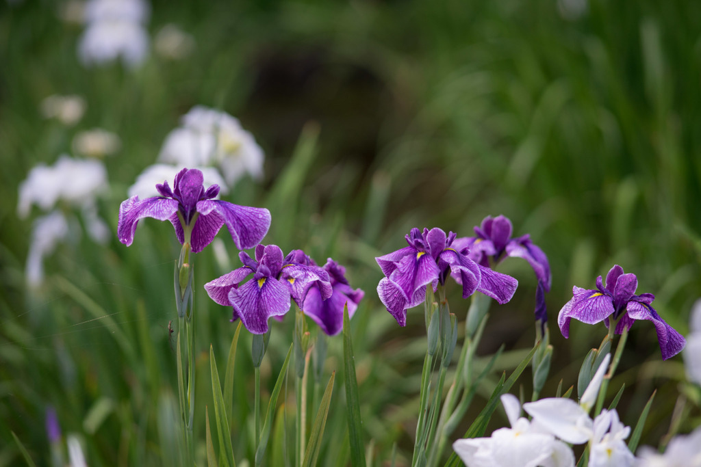 薬師池公園【花菖蒲：縞菖蒲】20180609