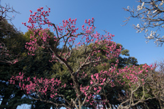 大船フラワーセンター【梅の花：大盃】①20220211