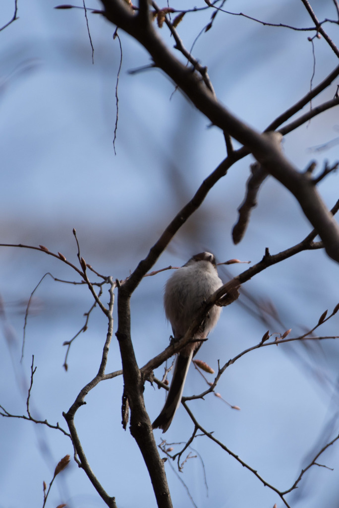 薬師池公園の野鳥【エナガ】20180318