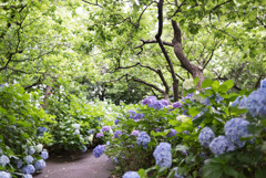 府中市郷土の森【県木園奥の道のアジサイ】①20190629