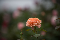 【花菜ガーデン(薔薇：ルイーズ・クレメンツ)】20161010