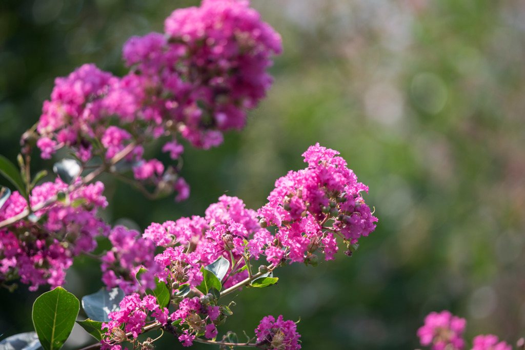 【大船植物園(百日紅：ディア・ウィーピング)】②20150802