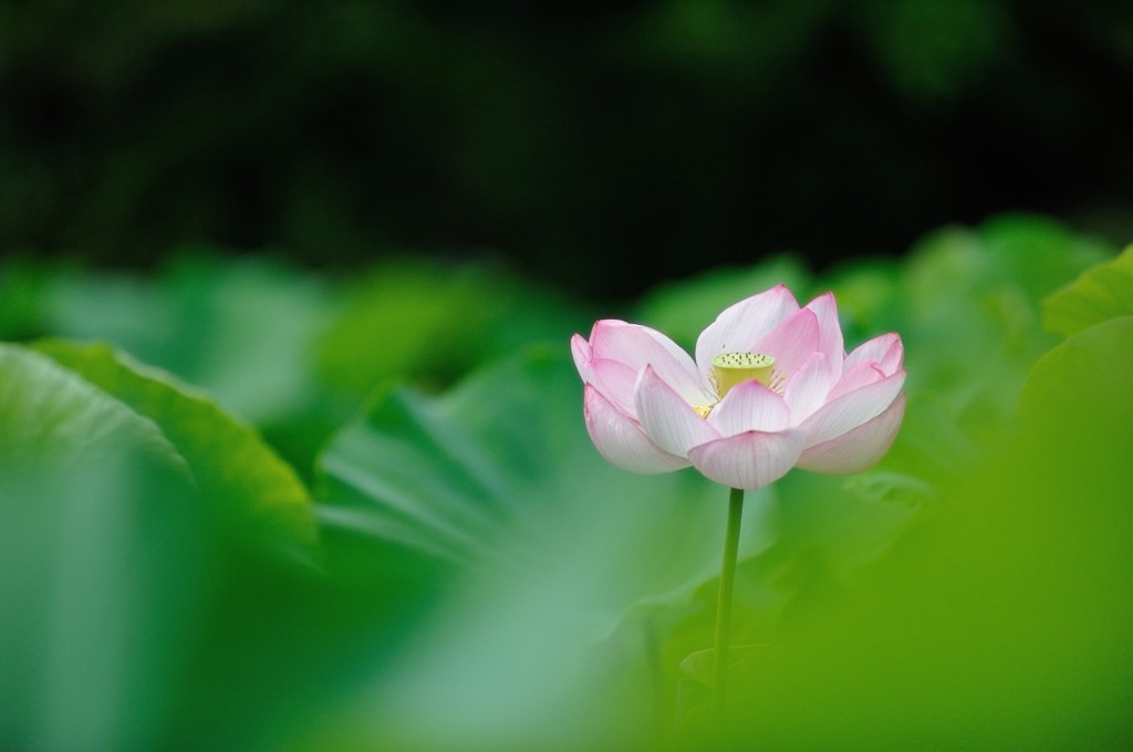 【大船植物園・大賀蓮】①20140713