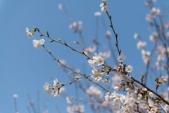 春の花菜ガーデン【サクラの眺め： 染井吉野】③20200403