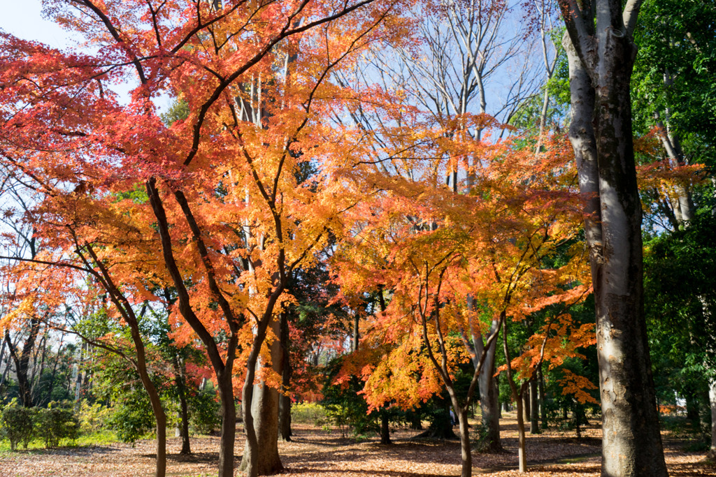 神代植物公園【自由広場付近の紅葉】②20191214