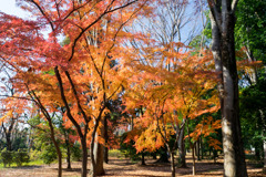 神代植物公園【自由広場付近の紅葉】②20191214