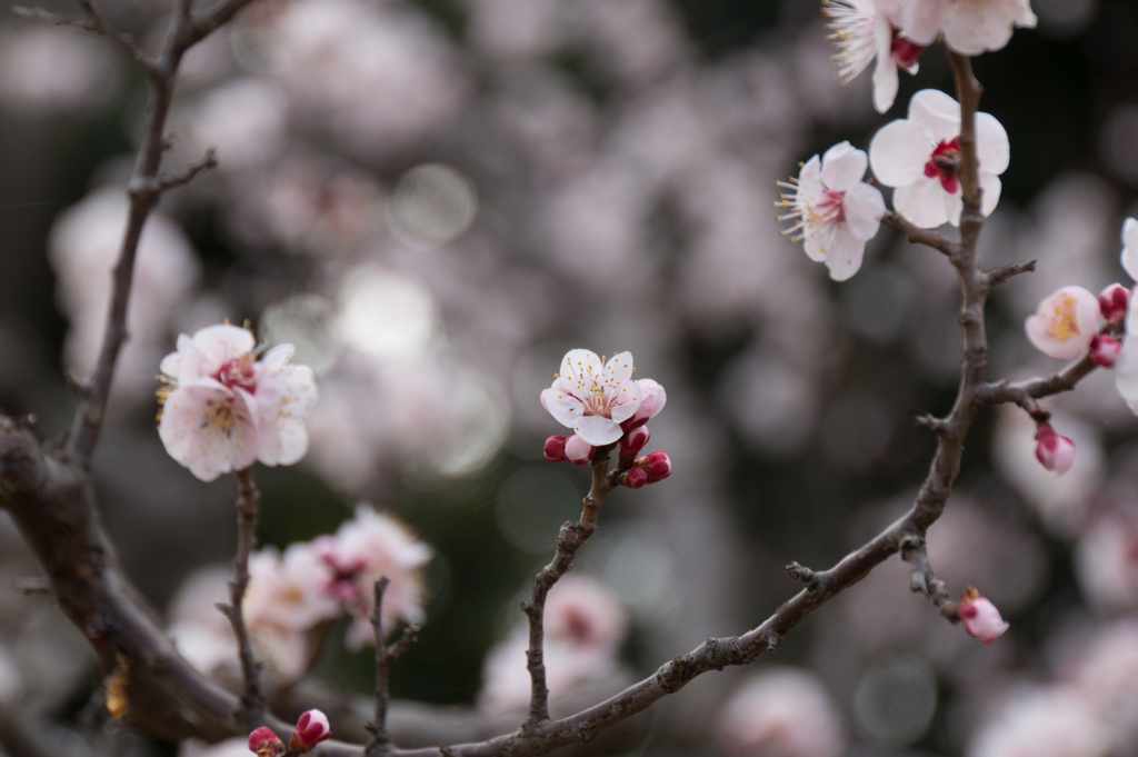 府中市郷土の森【梅：豊後】①20170304