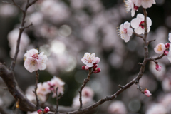 府中市郷土の森【梅：豊後】①20170304