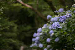 生田緑地【あじさい山の紫陽花】④20190622