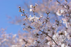 新宿御苑【サクラ：染井吉野】③20190324