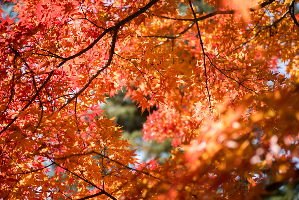 山中湖【紅葉】④20191117