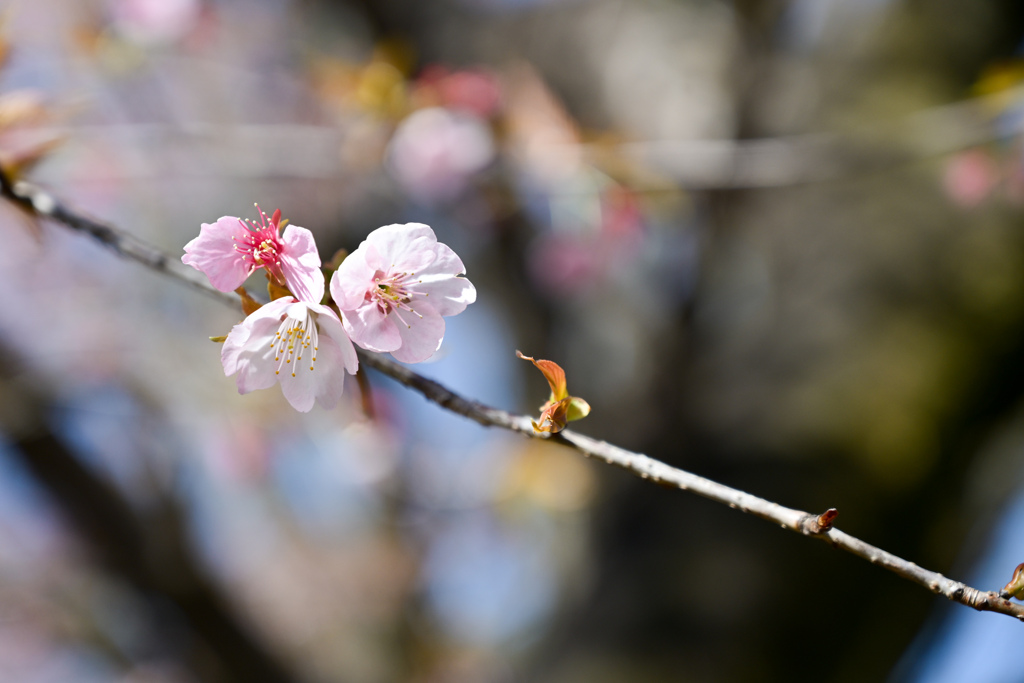 早春の神代植物公園【サクラ：大寒桜】②20240322