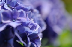 【アジサイ】20130615