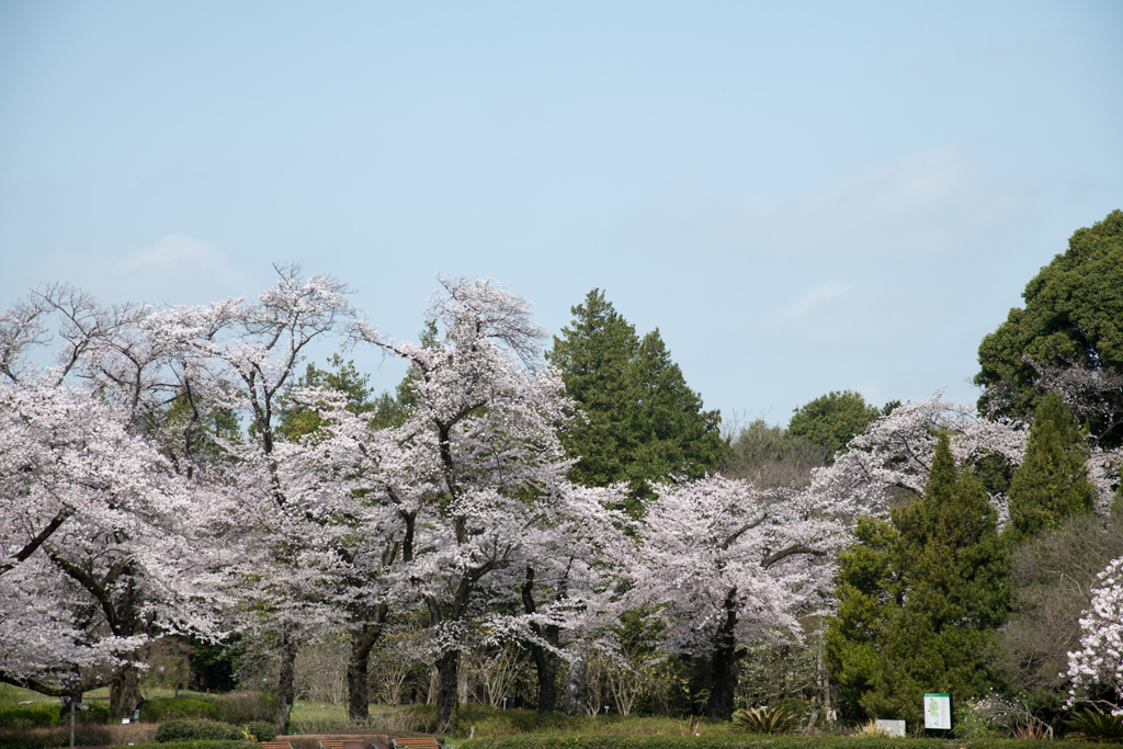 神代植物公園【築山の染井吉野】④20220331