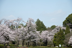 神代植物公園【築山の染井吉野】④20220331