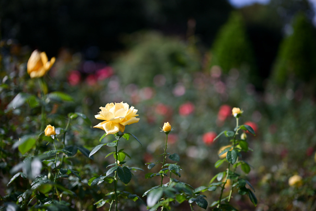 花菜ガーデン【秋パラ：ランドラ】20251027