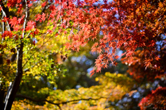神代植物公園【かえで園(アップ)】③20241203