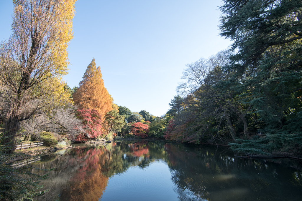 新宿御苑【下の池付近の紅葉】①20221125