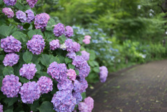 府中市郷土の森【県木園奥の道のアジサイ】③20190629