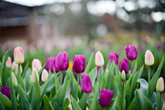 花菜ガーデン【アイスチューリップ(紫系)】①20251219