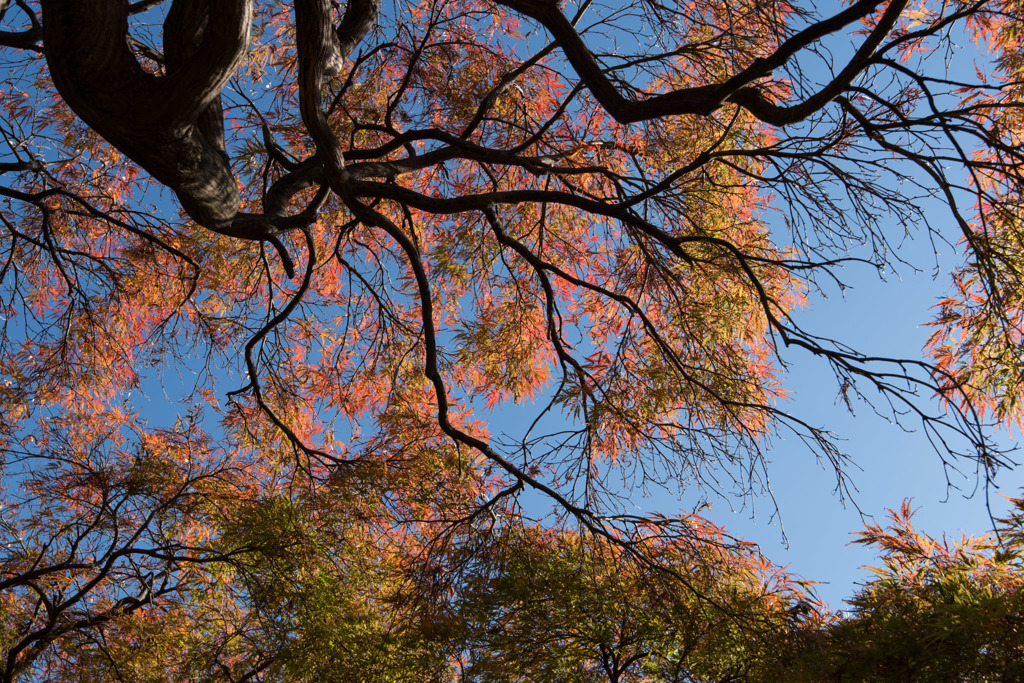 【新宿御苑(カエデ「手向山」)】②20151128