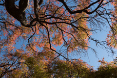 【新宿御苑(カエデ「手向山」)】②20151128