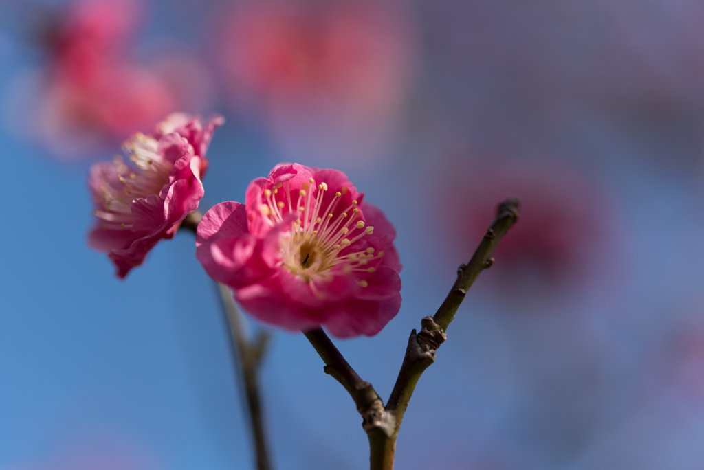 小田原フラワーガーデン【梅：八重寒紅】③20170107