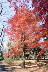 神代植物公園【自由広場付近の紅葉】③20191214