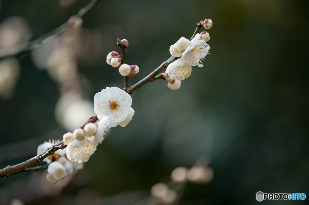 【大船植物園(八重茶青)】20160206