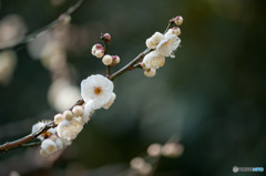 【大船植物園(八重茶青)】20160206