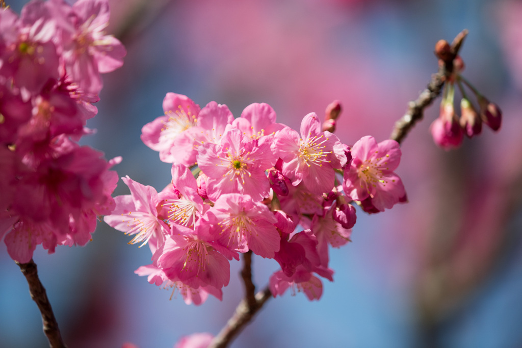 本牧山頂公園【横浜緋桜】③20210317