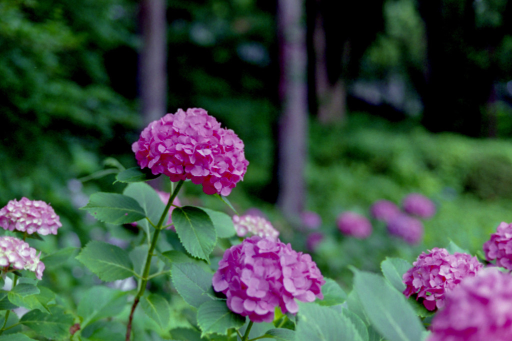 薬師池公園【赤色系のアジサイ】③20200627