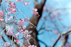 神代植物公園【サクラ：八重紅枝垂桜】③20220331銀塩NLP