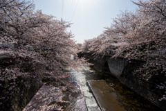 【恩田川の桜】②20180331