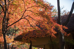 六義園【紅葉：つつじ茶屋】③20171202