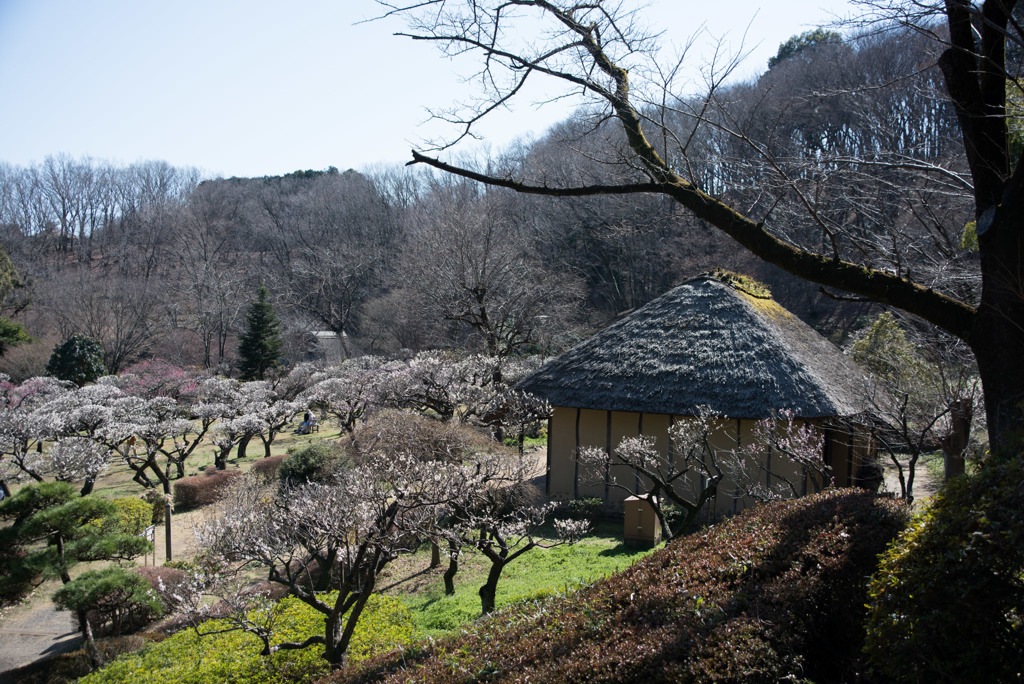 薬師池公園【満開の梅園】⑦20190309