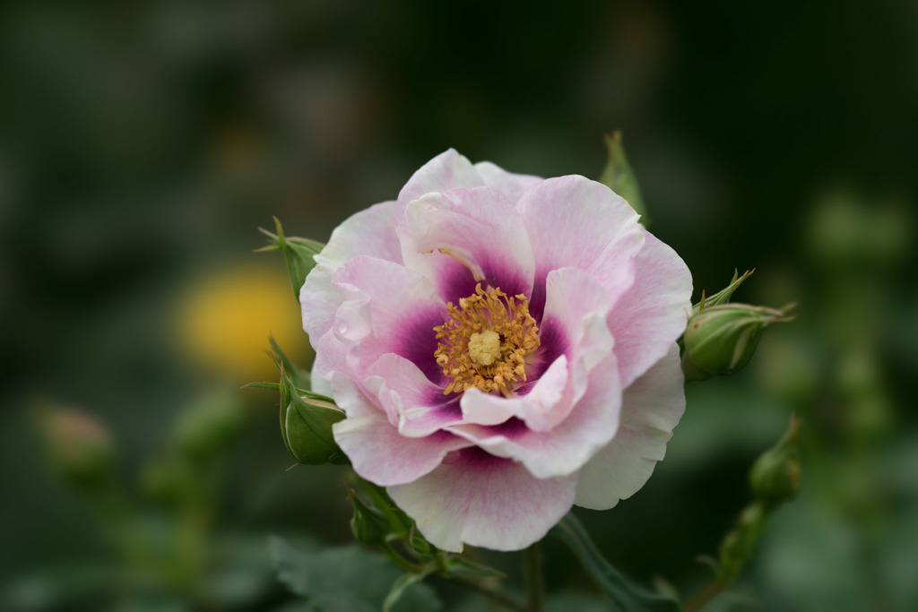 花菜ガーデン【薔薇：アイズ・フォー・ユー】20171007