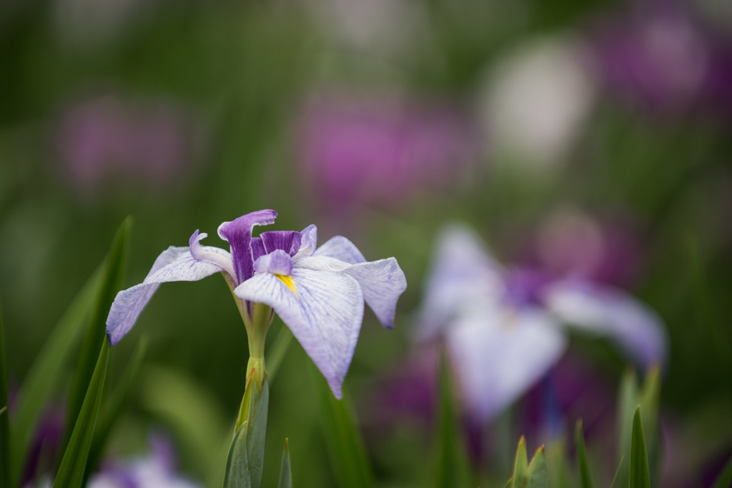 【横須賀菖蒲園(衆鳥)】20150606