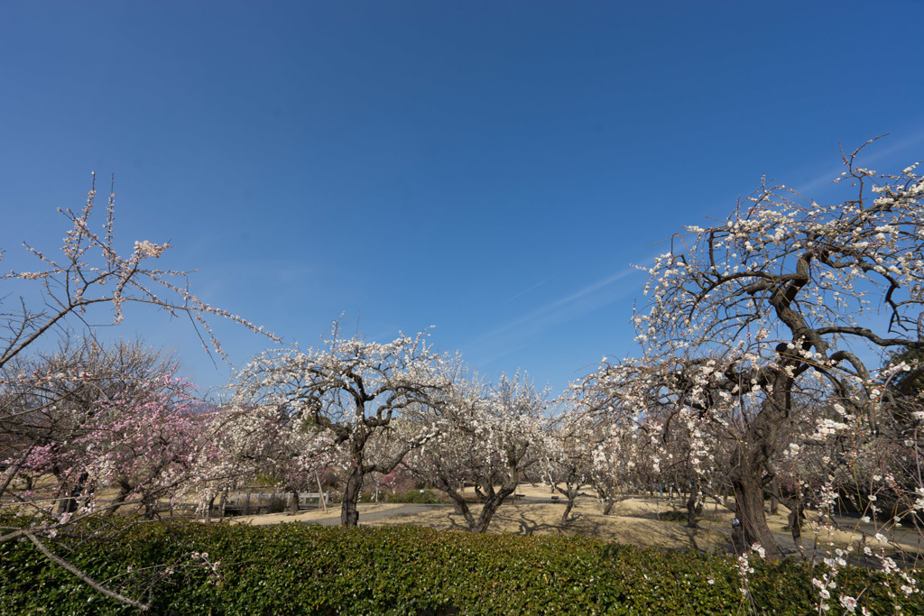 小田原FG【梅園の眺め】20190224