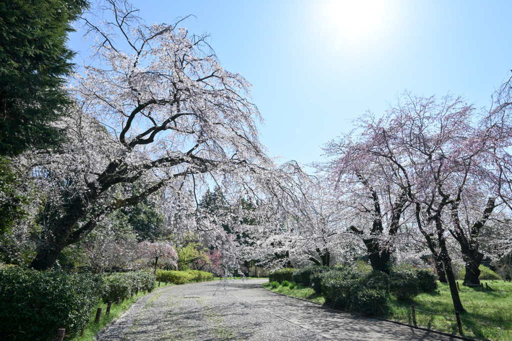 神代植物公園【さくら園のサクラ】②20250404