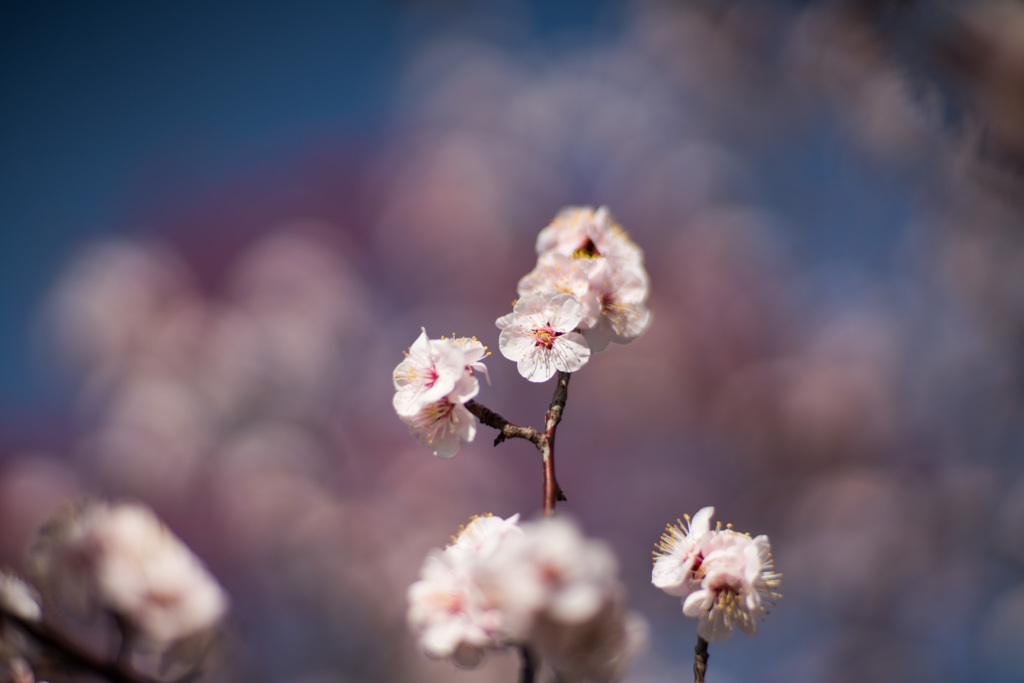 府中市郷土の森【梅：豊後】③20210223