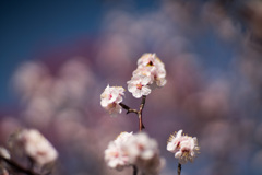 府中市郷土の森【梅：豊後】③20210223