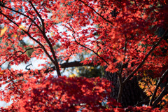 新宿御苑【中の池近辺の紅葉】②20191220