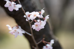 神代植物公園【桜：東海桜】②20170319
