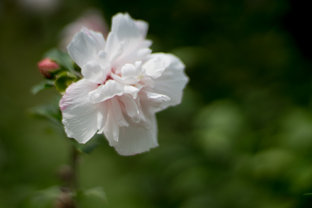 神代植物公園【ムクゲ（プルチェリマス）】20230920