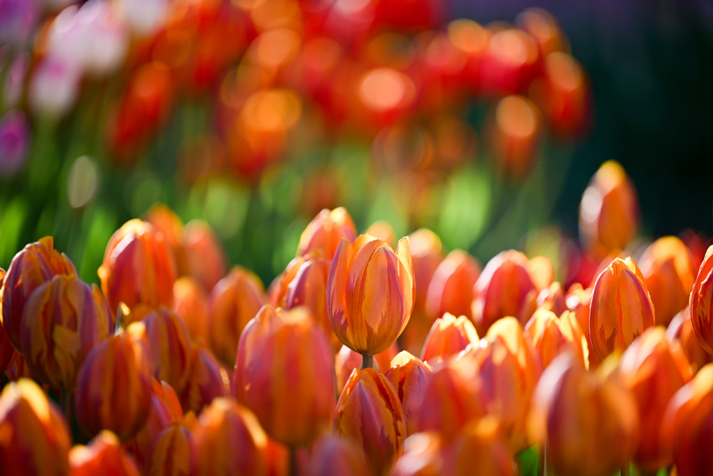 サムエル・コッキング苑【チューリップ：プリンセスイレーネ】②20260106